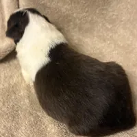 Lincoln, a male Australian Shepherd for sale in Sanford, FL – Photo 8 of 10