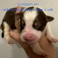 Lincoln, a male Australian Shepherd for sale in Sanford, FL – Photo 9 of 10