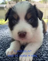 Lincoln, a male Australian Shepherd for sale in Sanford, FL – Photo 2 of 10