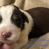 Lincoln, a male Australian Shepherd for sale in Sanford, FL – Photo 7 of 10