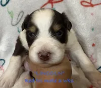 Lincoln, a male Australian Shepherd for sale in Sanford, FL – Photo 3 of 10