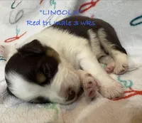 Lincoln, a male Australian Shepherd for sale in Sanford, FL – Photo 5 of 10