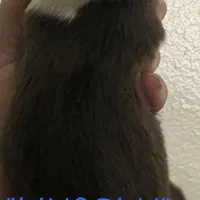 Lincoln, a male Australian Shepherd for sale in Sanford, FL – Photo 10 of 10