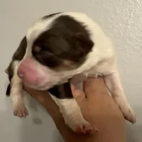 Lincoln, a male Australian Shepherd for sale in Sanford, FL – Photo 4 of 10