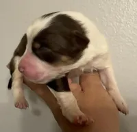 Lincoln, a male Australian Shepherd for sale in Sanford, FL – Photo 2 of 3