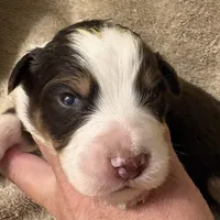 Lincoln, a male Australian Shepherd for sale in Sanford, FL – Photo 6 of 10