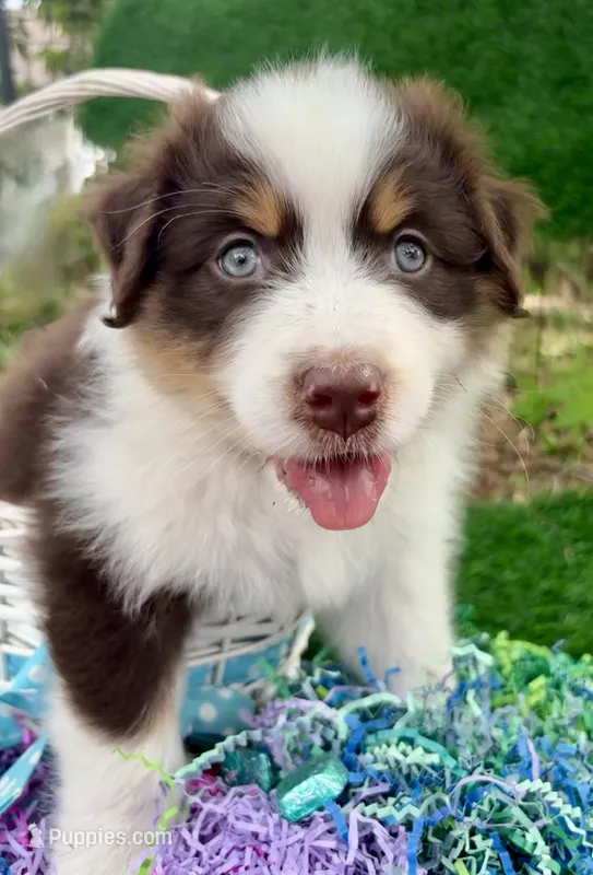 Lincoln – Australian Shepherd puppy for sale in Sanford, FL