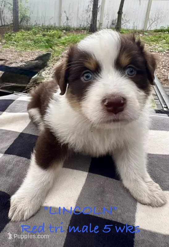 Lincoln – Australian Shepherd puppy on hold in Sanford, FL