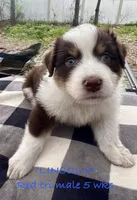 Lincoln, a male Australian Shepherd for sale in Sanford, FL – Photo 1 of 10