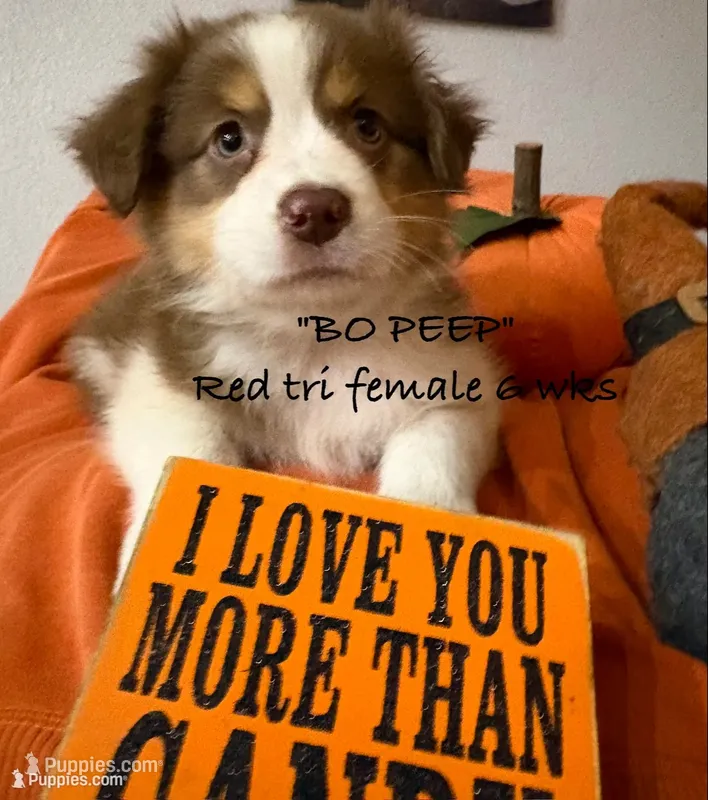 BO PEEP – Australian Shepherd puppy for sale in Sanford, FL
