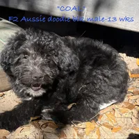 Coal, a male Aussiedoodle for sale in Sanford, FL – Photo 4 of 10
