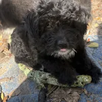 Coal, a male Aussiedoodle for sale in Sanford, FL – Photo 6 of 10