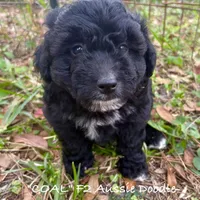 Coal, a male Aussiedoodle for sale in Sanford, FL – Photo 7 of 10