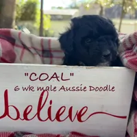 Coal, a male Aussiedoodle for sale in Sanford, FL – Photo 8 of 10