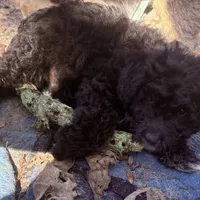 Coal, a male Aussiedoodle for sale in Sanford, FL – Photo 5 of 10