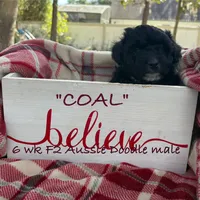 Coal, a male Aussiedoodle for sale in Sanford, FL – Photo 9 of 10