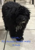 Coal, a male Aussiedoodle for sale in Sanford, FL – Photo 1 of 10