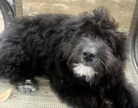 Coal, a male Aussiedoodle for sale in Sanford, FL – Photo 3 of 10