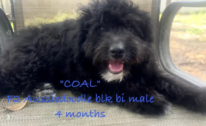 Coal – Aussiedoodle puppy for sale in Sanford, FL