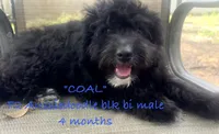 Coal, a male Aussiedoodle for sale in Sanford, FL – Photo 2 of 10