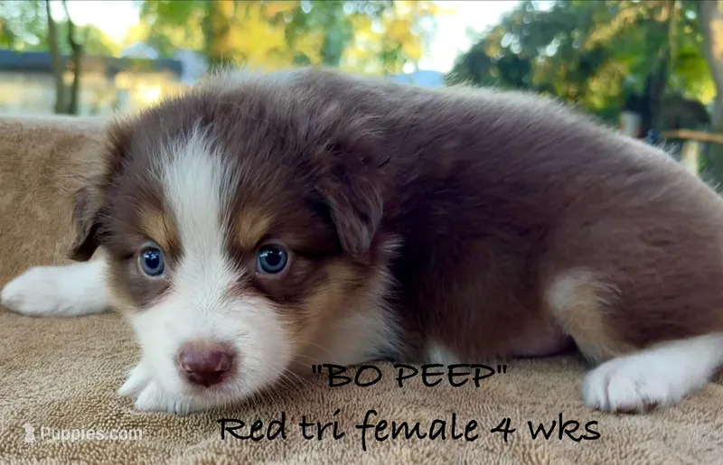 BO PEEP – Australian Shepherd puppy for sale in Sanford, FL