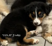 Cole, a male Australian Shepherd for sale in Sanford, FL – 2 of 10