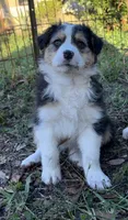 Prancer, a female Australian Shepherd for sale in Sanford, FL – Photo 4 of 10