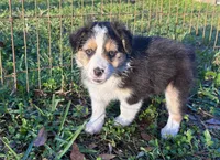 Prancer, a female Australian Shepherd for sale in Sanford, FL – Photo 7 of 10