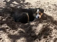 Prancer, a female Australian Shepherd for sale in Sanford, FL – Photo 3 of 10