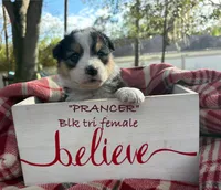 Prancer, a female Australian Shepherd for sale in Sanford, FL – Photo 10 of 10