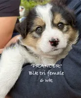Prancer, a female Australian Shepherd for sale in Sanford, FL – Photo 6 of 10