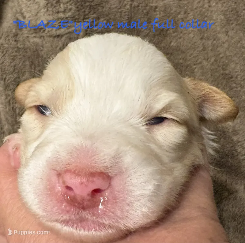 BLAZE – Australian Shepherd puppy for sale in Sanford, FL