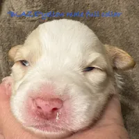 BLAZE, a male Australian Shepherd for sale in Sanford, FL – 1 of 3