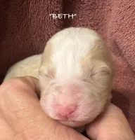 BETH, a female Australian Shepherd for sale in Sanford, FL – 3 of 4