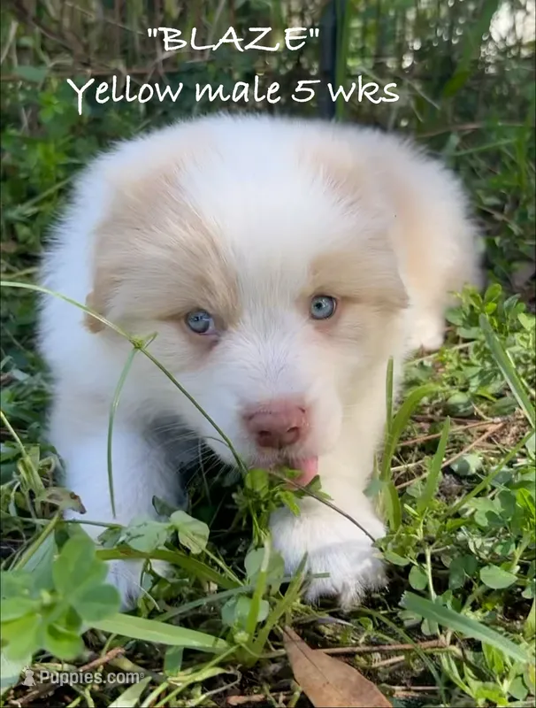 BLAZE – Australian Shepherd puppy for sale in Sanford, FL