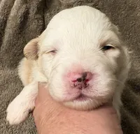 ATLAS, a male Australian Shepherd for sale in Sanford, FL – 2 of 3