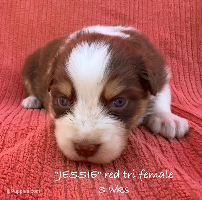 JESSIE – Australian Shepherd puppy for sale in Sanford, FL