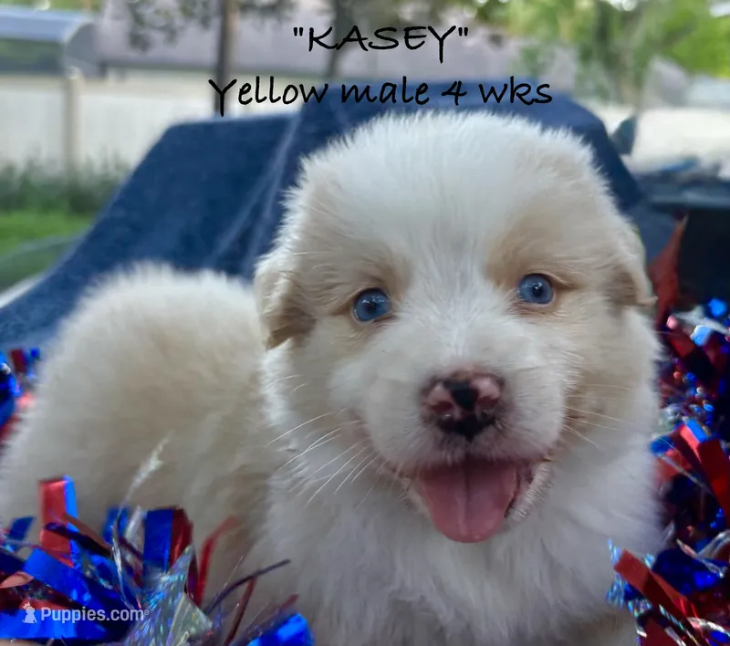 KASEY – Australian Shepherd puppy for sale in Sanford, FL