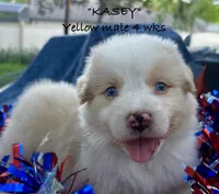 KASEY, a male Australian Shepherd for sale in Sanford, FL – 8 of 10