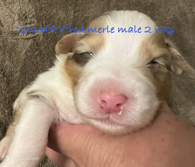 SNAPPY – Australian Shepherd puppy for sale in Sanford, FL
