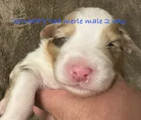SNAPPY, a male Australian Shepherd for sale in Sanford, FL – 1 of 3