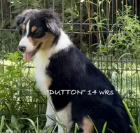 Dutton, a male Australian Shepherd for sale in Sanford, FL – 2 of 10