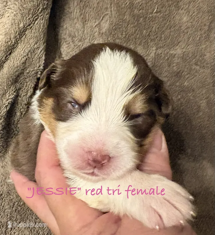 JESSIE – Australian Shepherd puppy for sale in Sanford, FL