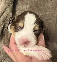 JESSIE, a female Australian Shepherd for sale in Sanford, FL – 1 of 2