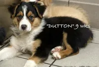 Dutton, a male Australian Shepherd for sale in Sanford, FL – 2 of 10