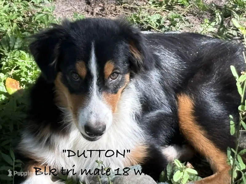 Dutton – Australian Shepherd puppy for sale in Sanford, FL