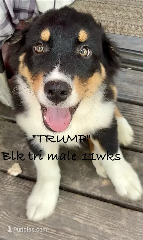 Trump – Australian Shepherd puppy for sale in Sanford, FL