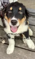 Trump, a male Australian Shepherd for sale in Sanford, FL – 1 of 10
