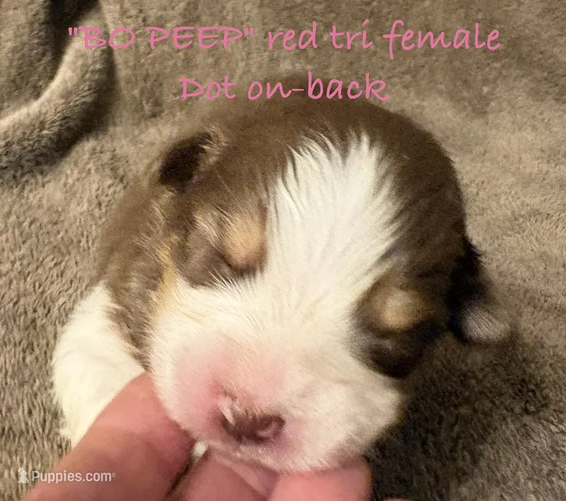 BO PEEP – Australian Shepherd puppy for sale in Sanford, FL