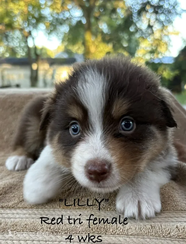 LILLY – Australian Shepherd puppy for sale in Sanford, FL